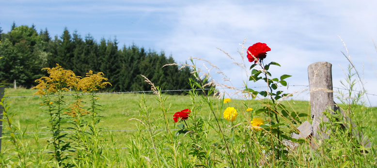 Anfahrt nach Zachenberg Bayerischer Wald